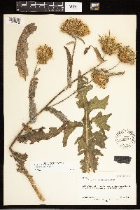 Cirsium remotifolium var. odontolepis image