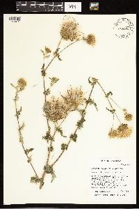 Cirsium remotifolium var. odontolepis image