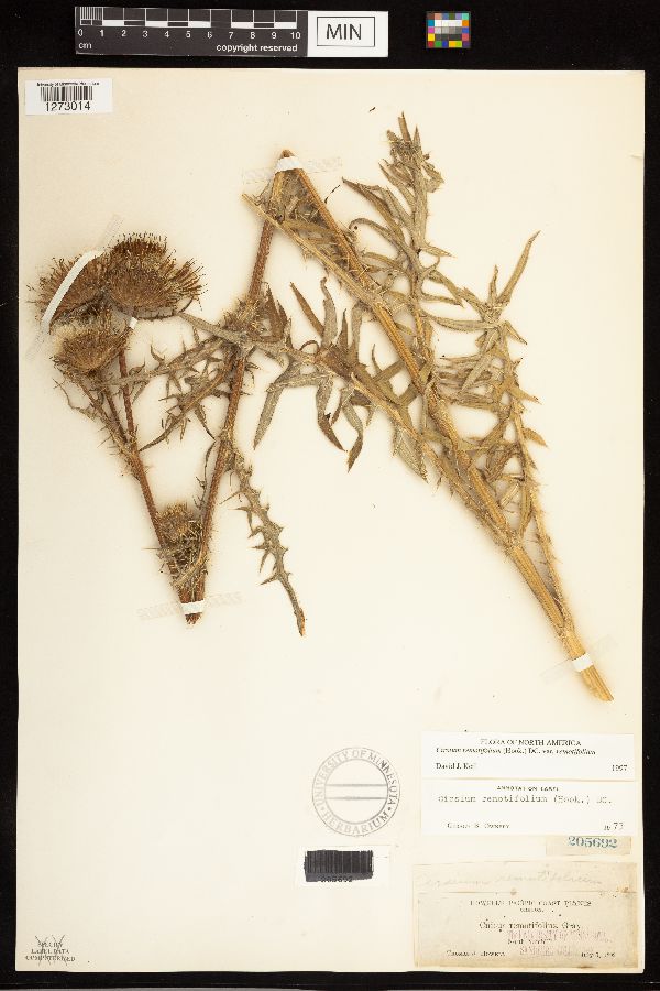 Cirsium remotifolium var. remotifolium image