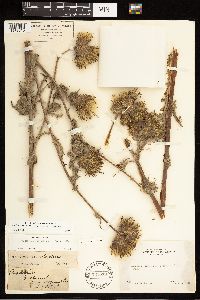 thumbnail image of current specimen