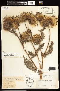 Cirsium remotifolium image