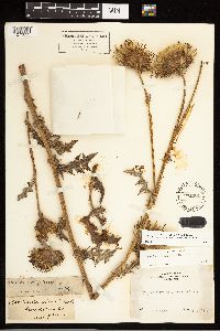 Cirsium remotifolium image