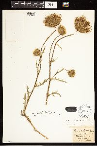 Cirsium remotifolium image