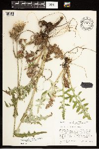 Cirsium remotifolium image
