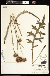 Cirsium remotifolium image