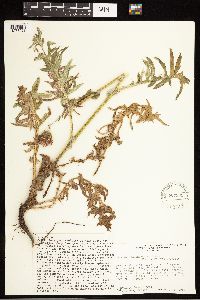 Cirsium remotifolium image