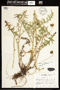 Cirsium remotifolium image