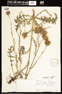 Cirsium remotifolium image