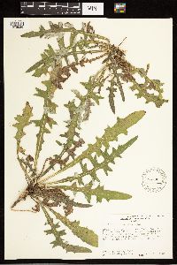 Cirsium remotifolium image