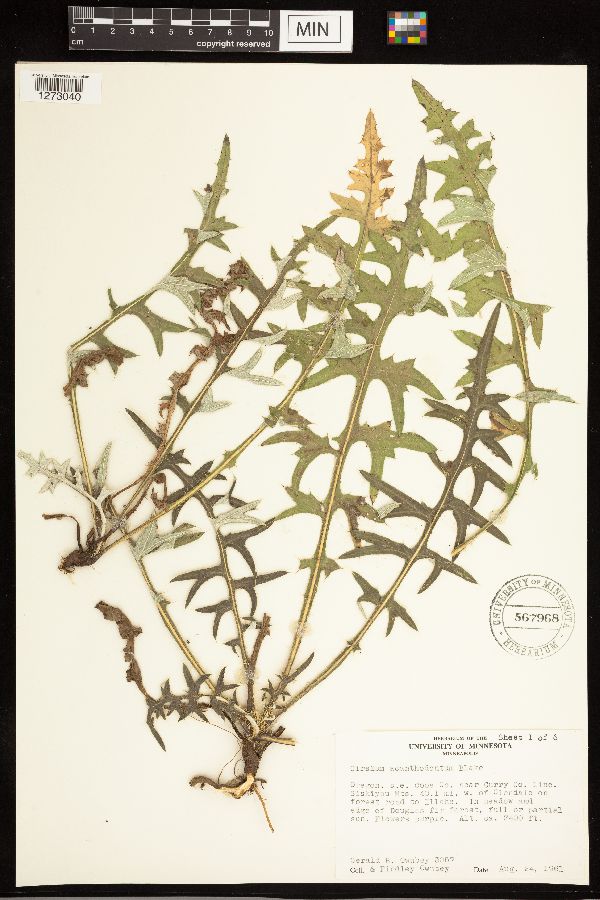 Cirsium remotifolium var. rivulare image