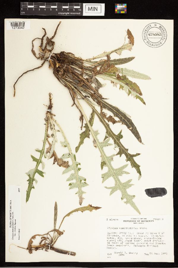 Cirsium remotifolium image