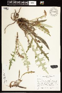 Image Associated With the Occurrence