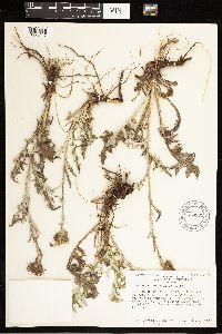 thumbnail image of current specimen