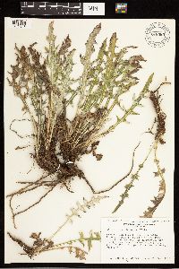 Cirsium remotifolium image