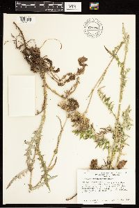 Thumbnail image of current specimen