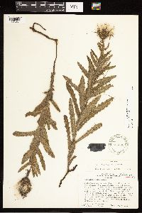 thumbnail image of current specimen
