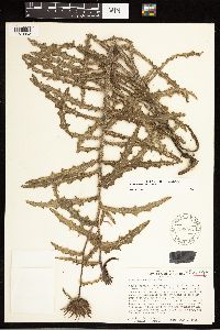 thumbnail image of current specimen