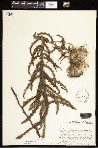 thumbnail image of current specimen