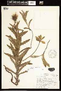 thumbnail image of current specimen