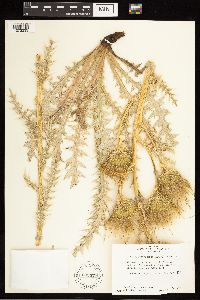 Cirsium scariosum image