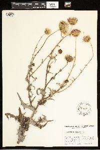 Cirsium texanum image