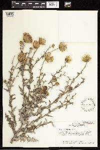Cirsium texanum image