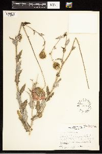 Cirsium texanum image