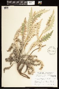 Cirsium undulatum image