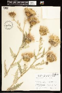 Cirsium undulatum image