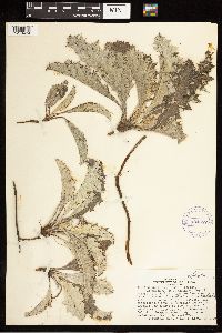 Cirsium undulatum image