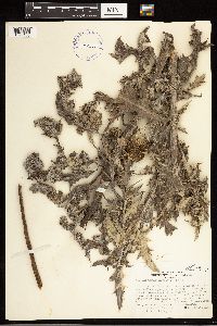 Cirsium undulatum image