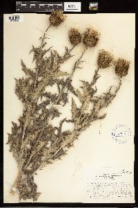 Cirsium undulatum image