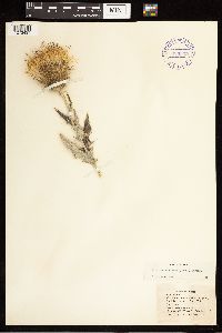 Cirsium undulatum image