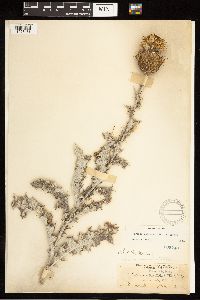 Cirsium undulatum image