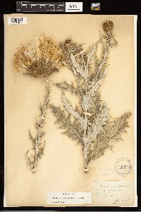 Cirsium undulatum image