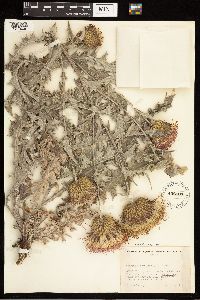 Cirsium undulatum image