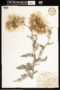 Cirsium undulatum image