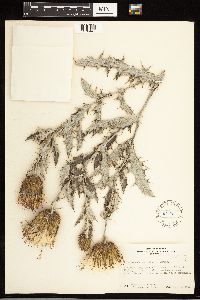 Cirsium undulatum image