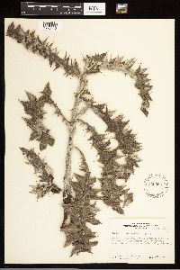 Cirsium undulatum image