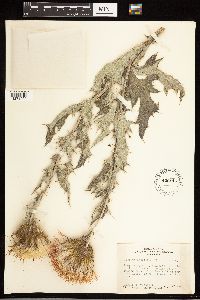 Cirsium undulatum image