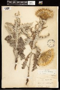 Cirsium undulatum image