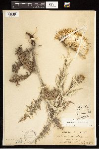 Cirsium undulatum image