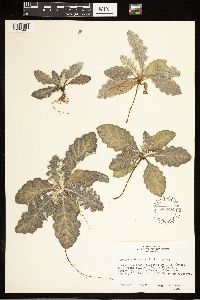 Cirsium undulatum image