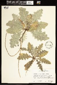 Cirsium undulatum image