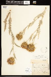 Cirsium undulatum image