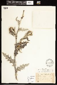 Cirsium undulatum image