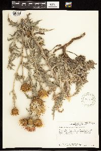 Cirsium undulatum image