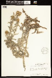 Cirsium undulatum image