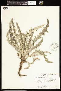 Cirsium undulatum image