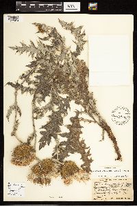 Cirsium undulatum image